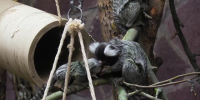 Ленинградский зоопарк показал родившегося в марте очаровательного малыша-игрунка